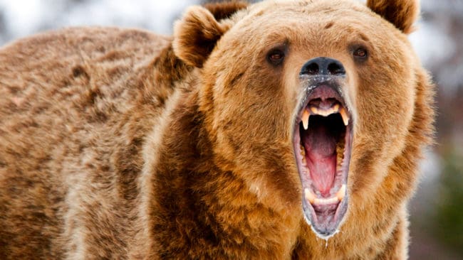 En grizzly i USA-delstaten Wyoming skadade en bågjägare och dödade en 37-årig jaktguide, vars kropp hittades dagen efter attacken i ett otillgängligt bergsområde. (Arkivbild)