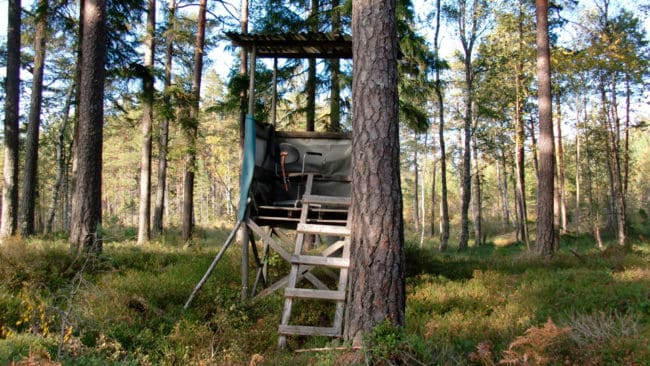 Guldpass i skogen. Luleå jaktvårdsklubb fick gratis jakt på kommunal mark för åtta miljoner kronor av kommunalrådet när han var ordförande för klubben.