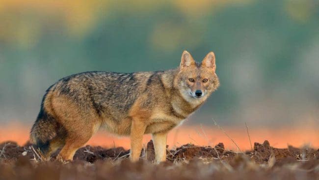 En dansk naturförening är övertygad om att guldschakaler kommer att etablera sig i landet.