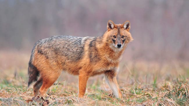En dansk jägare har skjutit en guldschakal på Jylland, i tron att det var en räv.