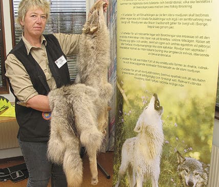 Gunilla Allansson visar ett skinn fr&aring;n den varg hon sk&ouml;t i Ryssland.