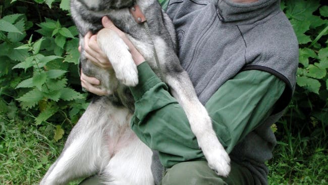 Gunnar Glöersen, här med sin jämthundstik Aika, ska föra alla jägares talan i rovdjursutredningen.
