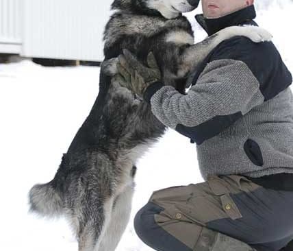 H&auml;r &auml;r mannen som startade framg&aring;ngssagan vargobs.se, Lars-Olov Guttke. Faktum &auml;r att hans initiativ faktiskt kan ha r&auml;ddat hans egen hund, Viggen. Vid en jakt p&aring; Kroppefj&auml;ll f&ouml;r n&aring;gra veckor sedan fick han sms-larm om en varg som befann sig p&aring; bara tio kilometers avst&aring;nd och var p&aring; kurs mot honom och Viggen.