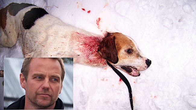 Jakten slutade med en tragedi. Albin fick en ryggkota krossad av vargen och H&aring;kan Johansson tvingades avliva sin trotj&auml;nare med ett nackskott.