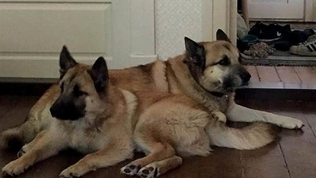 Hälleforsarna Asko och Oryx överlevde en månad i en rävfälla. Nu har fällans ägare fått 50 dagsböter för att inte ha vittjat rävfällan.