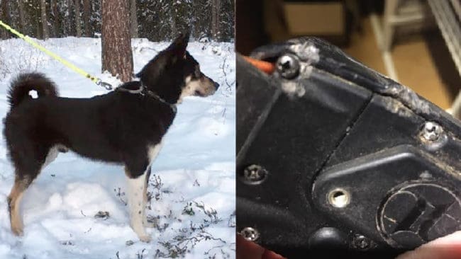 Stitch attackerades av varg i lördags i Linghed i Dalarna och klarade sig i det närmaste oskadd. Pejlhalsbandet bär märken av huggtänder och räddade sannolikt livet på den 2,5-årige laikahannen.