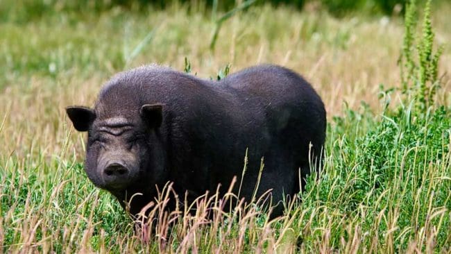 Danska jägare har ombetts att hjälpa till att avliva hängbuksvin som härjar runt på Jylland.