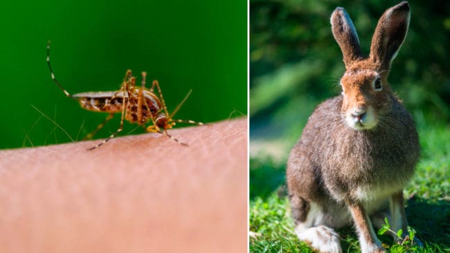 Ovanligt många fall av harpest har konstaterats i Luleå i år. Smittskyddsläkare råder människor att vara uppmärksamma och att använda myggmedel och heltäckande kläder.