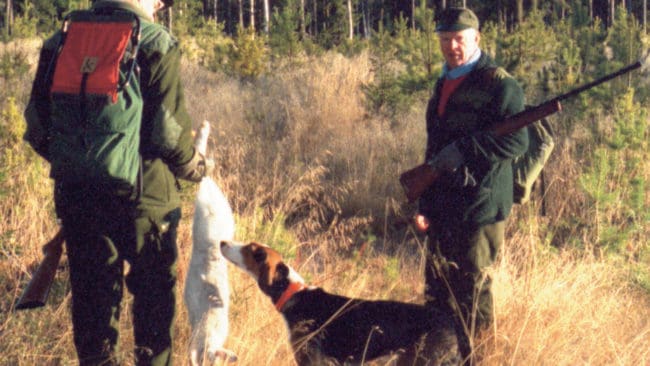 Stövarklubben i Värmland kräver krafftag mot vargproblemen. Både jakt med löshund och provverksamheten i Värmland stoppas på grund av risken för vargangrepp.