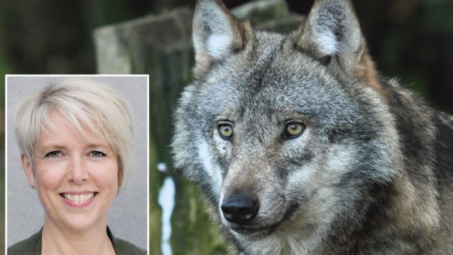 LRF:s ordförande välkomnar Naturvårdsverkets besked om att det räcker med 300 vargar och hoppas på fortsatt licensjakt.