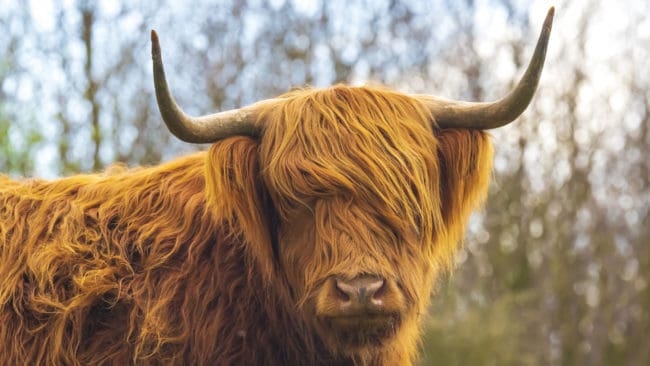 Highland cattle är kända för att ha ett trevligt temperament. Det tycker uppenbarligen årsgrisen Pumba också. För han har flyttat in i hagen hos två kor, en stut och en tjur. (arkivbild)