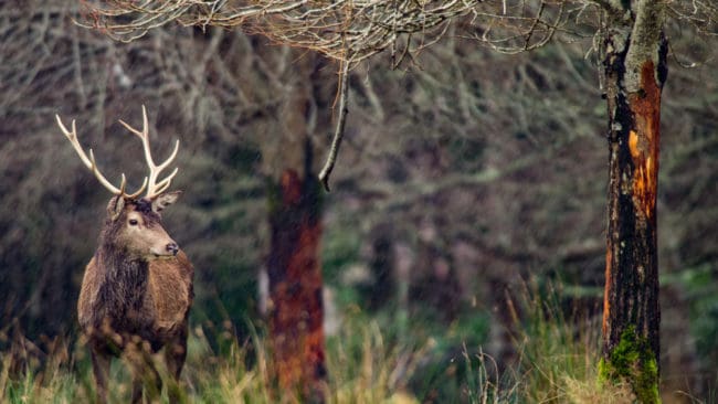 Jägarnas Riksförbund tycker att Naturvårdsverket visar stor ambivalens inför att bruka naturresurser. Förbundet vill ha en ny viltmyndighet.