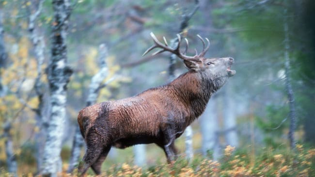 Alla fällda hjortar i två norska områden ska genomgå CWD-test. Jägarna måste sända in prover, tagna från djurens hjärna. Provtagningskravet gäller även älgar, rådjur och vildrenar som fälls kommande jaktsäsong.