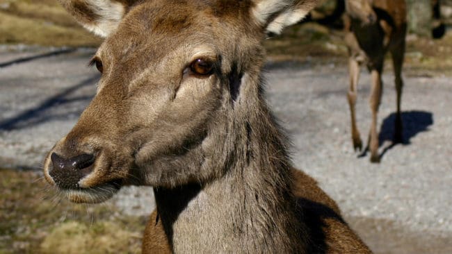 Sverige ska bli helt fritt från hägnhjortar med tuberkulos. Jordbruksverket tar nu i med hårdhandskarna mot de cirka 30 hägn som inte följt kontrollprogrammets anvisningar. Provtagning och slakt ska tvingas fram.