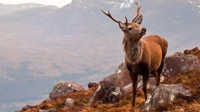 Intresset för att äta viltkött ökar stort i Storbritannien.