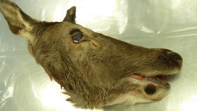 Prov från hjortens hjärna visar att hinden drabbats av älgtypen av CWD, Chronic Wasting Disease. Det är den första norska hjorten som hittats med CWD.