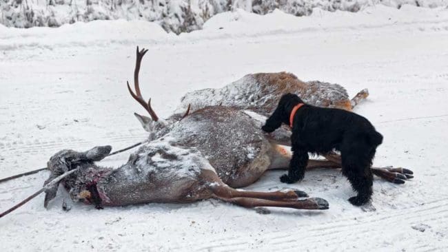 Jägare och hundägare i delstaten Virginia är oroliga över att det kan bli förbjudet att jaga hjort med löshund.