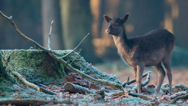 Hjortkalvar som orsakar skador på grödor och i skogsplanteringar får skyddsjagas utan tillstånd från länsstyrelsen under tiden 1 juli till den 15 april. Det gäller dock inte i Skåne och på Gotland.