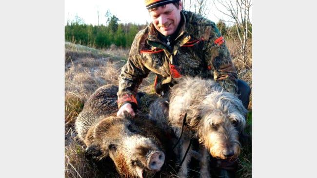 Griffon Nivernaishannen Hobbe är Sveriges första jaktprovschampion för drivande vildsvinshundar. Här är han med husse Joacim Sundin vid en lyckad vildsvinsjakt.
