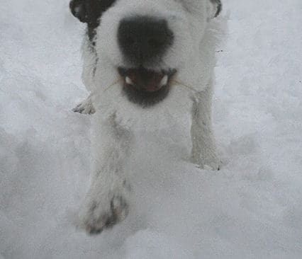 Babsan &auml;r en h&ouml;gst&auml;lld jack russell. Nu kan hon startas p&aring; grytjaktprov, om hennes &auml;gare s&aring; &ouml;nskar.