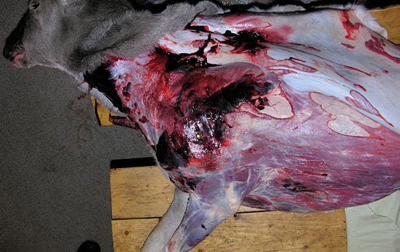 Dovhjort med levandevikt 80 kilo skjuten efter brunsten p&aring; n&auml;ra h&aring;ll (30 meter) i v&auml;nstra bogleden med .30-06 och en 11,6 grams Norma Oryx. Djuret stod med full bredsida. Tr&auml;ffen markerad med m&auml;ssingsstift.&nbsp;Notera att bl&ouml;dningarna mellan hinnorna str&auml;cker sig l&auml;ngst hela br&ouml;stkorgen, p&aring; bogen utsida och upp i nacken. Omfattande bl&ouml;dningar mellan hinnor och muskelgrupper i bogpartiet &auml;r vanligt p&aring; dovhjortar som f&ouml;rbrukat en stor del av sina fettreserver under brunsten.