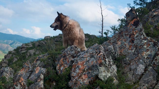 Jakthunden som hamnat på en klippavsats på Rammberget i Jämtland lyckades efter fler timmar ta sig ned innan de utkallade fjällräddare hann starta en räddningsaktion. (Arkivbild)