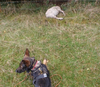 Besiktningsmannens hund fick en rej&auml;l st&ouml;t fr&aring;n st&auml;ngslet n&auml;r den nosade p&aring; det vargrivna f&aring;ret. Troligen hoppade vargen &ouml;ver st&auml;ngslet. Nu &auml;r fr&aring;gan om det &auml;ven var varg som gick till angrep i en h&auml;sthage cirka en mil fr&aring;n f&aring;rhagen.
