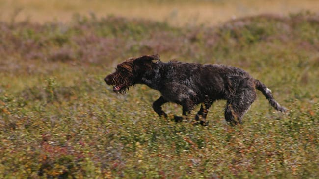 En norsk jägare får betala böter efter att ha släppt sin hund lös på fjället trots att det rådde hundförbud. Hunden på bilden är dock en annan, släppt i rätt tid. (Arkivbild)