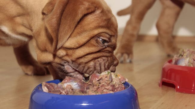 Nederländska veterinärer slår larm om livsfarliga bakterier som hittats i rått hundfoder. Smittan spårades till en hare från Sydafrika, som smittats av vildsvin. (Arkivbild)