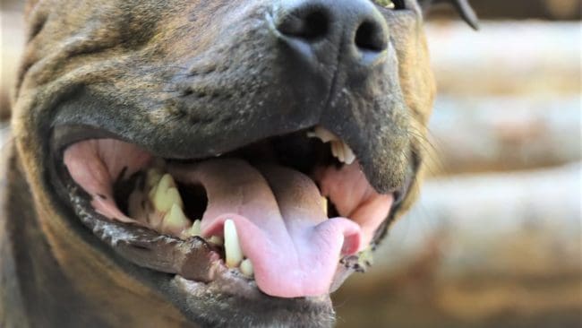 En hund och en varg kan ha samma styrka i betten när de attackerar får.