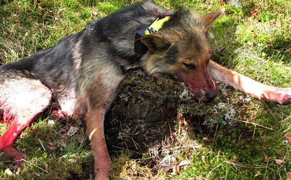 &rdquo;Vargen&rdquo; Ransu fick ett s&auml;ndarhalsband av vargforskarna fr&aring;n Finlands viltcentral. En unders&ouml;kning vid Ule&aring;borgs universitet av den f&auml;llda hannen visade att det i sj&auml;lva verket var en varghybrid med hundblod som korsats in f&ouml;r tv&aring; generationer sedan eller tidigare.