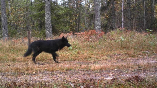 Två får och ett lamm har dödats i Julita. Sannolikt är det vargarna vid Bie, som har hybridvalpar, som ligger bakom attacken.