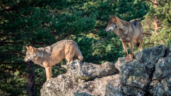 Myndigheterna vill skydda den iberiska vargen, därför är nu vargjakt förbjuden i hela Spanien.