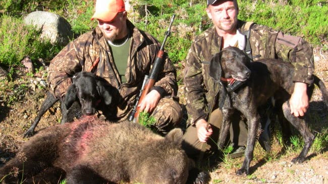 F&ouml;rsta bj&ouml;rnen. Jerry Linander, till v&auml;nster, fick skjuta sin f&ouml;rsta bj&ouml;rn p&aring; tisdagsmorgonen. Hundf&ouml;raren H&aring;kan Johansson och plottarna Hades och Izor gjorde grovjobbet.