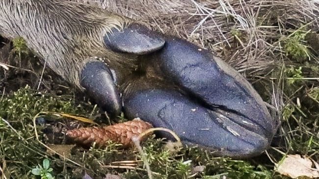 I samband med att en jägare gick fram till en liggande älg råkade mannen skjuta sig själv i foten.
