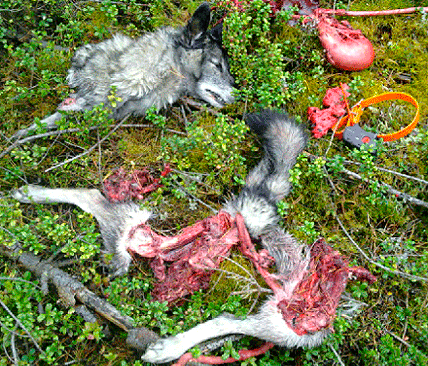 Vargarna slet gr&aring;hundstiken Inka i stycken. &Auml;garen och besiktningsmannen tvingades plocka ihop resterna som var spridda i terr&auml;ngen.