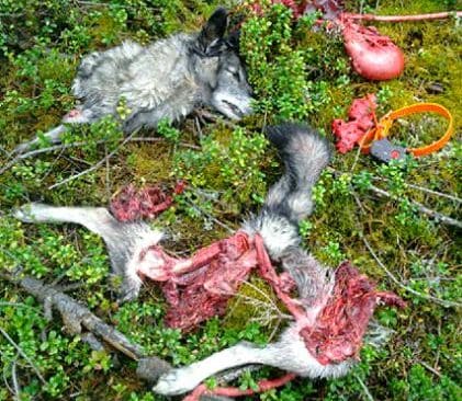 D&ouml;dad i L&aring;ngsj&ouml;reviet. Gr&aring;hunden Inka d&ouml;dades i L&aring;ngsj&ouml;reviret. Nu &auml;r alfaparet i omr&aring;det f&ouml;rsvunnet.