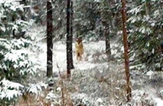 Den nyinvandrade vargen bör inte påverka licensjakten i vinter, anser Jägareförbundet och påpekar att den därför bör GPS-märkas.