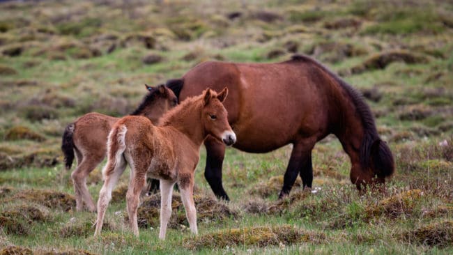 Ett islandsföl hittades nästan uppätet i en tysk hage. Man misstänker att den angripits av varg. (Arkivbild)