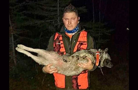 Per Sandbergs treåriga gråhund dödades av varg i lördags. Nu drabbas han av näthat och trakasserier.