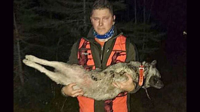 Gråhundstiken Ivrig var en älskad familjemedlem. På lördagen blev hon ihjälbiten av vargar som tog henne när hon skällde älg. Per Sandberg fick bära ut sin döda hund ur skogen.