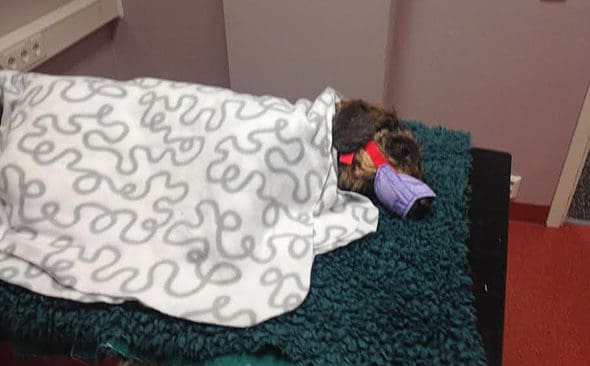 P&aring; djursjukhuset. Ixman fick sm&auml;rtstillande och lugnande medicin och f&ouml;rbereddes f&ouml;r operation. Veterin&auml;rerna hittade flera st&auml;llen d&auml;r det g&aring;tt h&aring;l i buken.