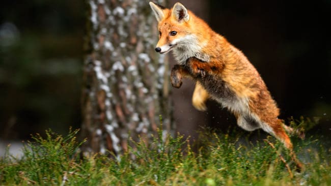Ska räven åter raska på danska Bornholm, som Jägarförbundet vill? Tamdjursägare, och även en del av öns jägare, är motståndare till att återintroducera räv.