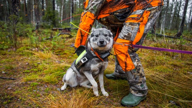 Har du jakt som livsstil, eller är du en ”söndagsjägare” som bara är ute på jakt några dagar per år? Över 40 procent av jägarna i Finland har jakten som livsstil och ägnar all tid de har för jaktaktiviteter.