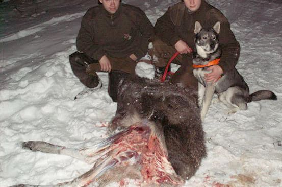 Jonas Eskilsson och Mattias Olsson med den vargrivna kalven, som fälldes efter två timmars ståndarbete av jämthunden Sako i en tät granplantering.