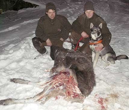 Forskare hävdar att vargarna ger en bättre mer ”förädlad” älgstam. Många jägare befarar att vargarna snarare innebär en icke jaktbar älgstam. Här en vargriven kalv som flocken inte dödade. Den sargade kalven avlivades av jägare för att stoppa lidandet.