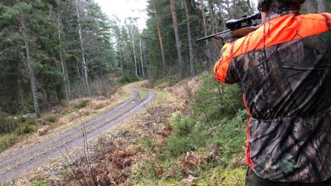 20 björnar får fällas under årets licensjakt i Norrbotten.