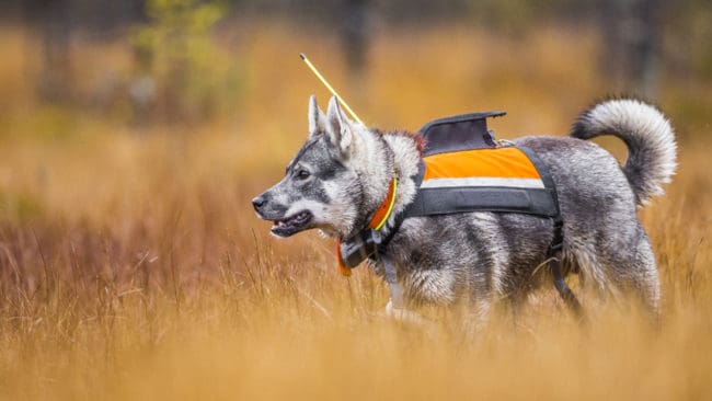 Det lönar sig att förbereda hunden inför jakten.