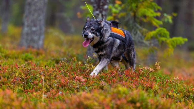 Det har funnits en oro för att löshundsjakten i framtiden inte kommer att vara lika självklar.