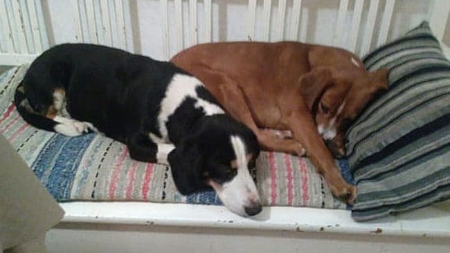 Dreverhanen Litus och gotlandsstövartiken Assi gillar både varandra och människor. Under nyårsnatten stals de från sin hundgård.